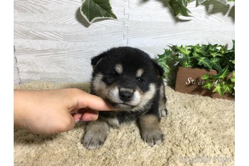 成約済の栃木県の柴犬-180693の4枚目