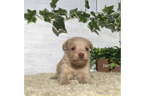 成約済の栃木県のミックス犬-180697の1枚目
