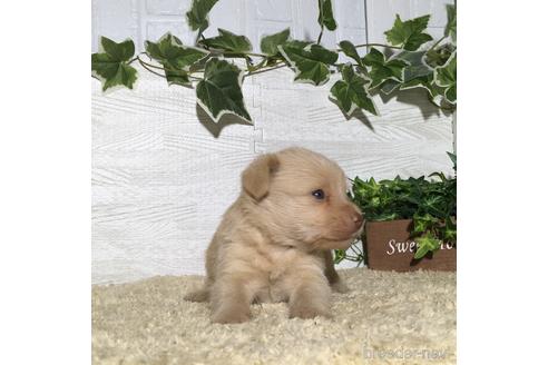 成約済の栃木県のミックス犬-180697の2枚目