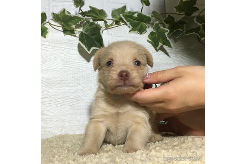 成約済の栃木県のミックス犬-180697の3枚目