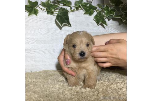 成約済の栃木県のミックス犬-180698の2枚目