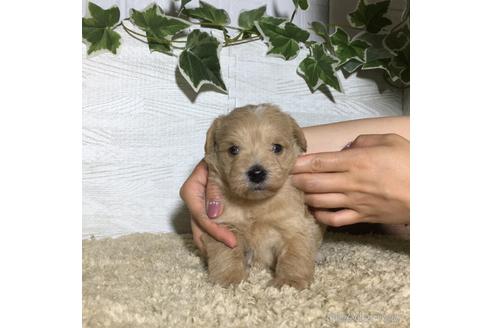 成約済の栃木県のミックス犬-180698の1枚目