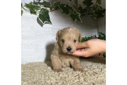 成約済の栃木県のミックス犬-180698の3枚目
