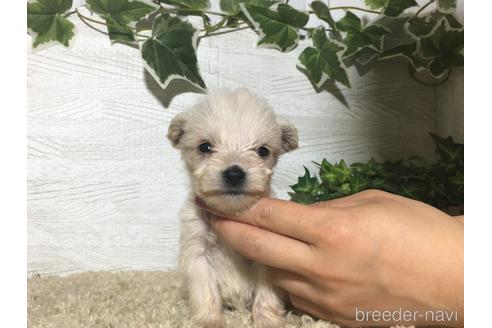 成約済の栃木県のミックス犬-180701の2枚目