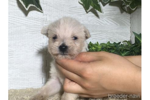 成約済の栃木県のミックス犬-180703の1枚目