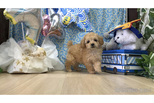成約済の京都府のタイニープードル-180704の1枚目