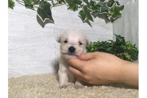 成約済の栃木県のミックス犬-180705