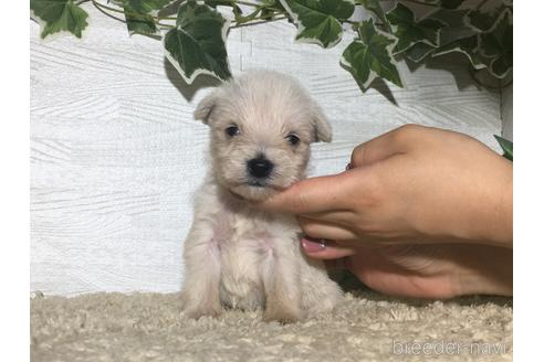 成約済の栃木県のミックス犬-180706の2枚目