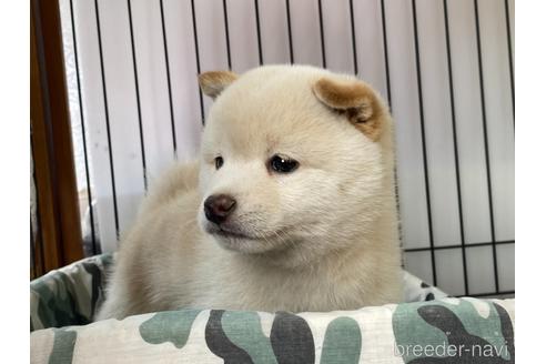 成約済の岡山県の豆柴-180716の5枚目