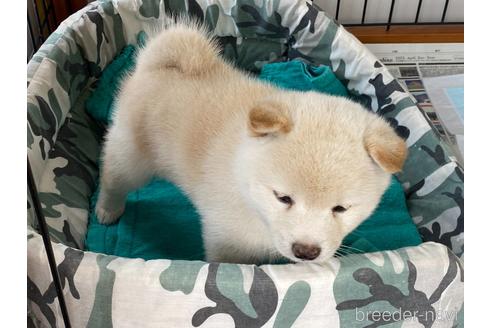 成約済の岡山県の豆柴-180716の4枚目