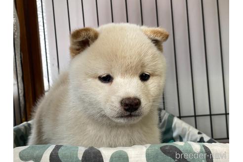 成約済の岡山県の豆柴-180716