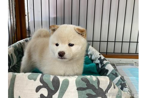 成約済の岡山県の豆柴-180716の3枚目