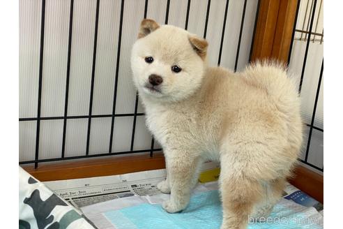 成約済の岡山県の豆柴-180716の2枚目