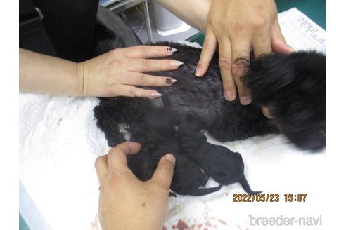 成約済の大阪府のティーカッププードル-180723の8枚目