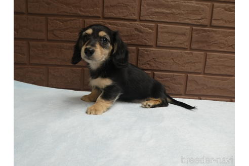 成約済の埼玉県のミニチュアダックスフンド(ロングヘアード)-176059の1枚目