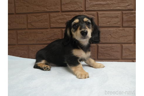 成約済の埼玉県のミニチュアダックスフンド(ロングヘアード)-176059の3枚目