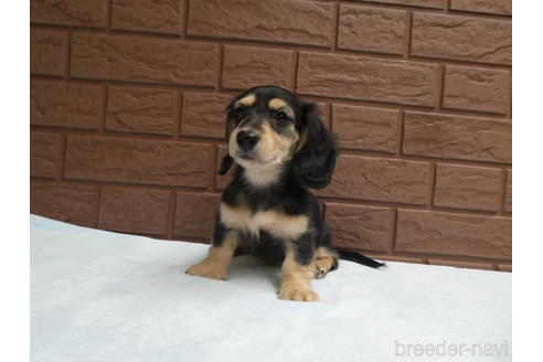 成約済の埼玉県のミニチュアダックスフンド(ロングヘアード)-176059の2枚目