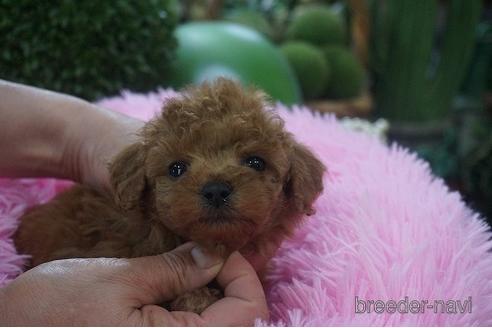 成約済の京都府のタイニープードル-178865の1枚目