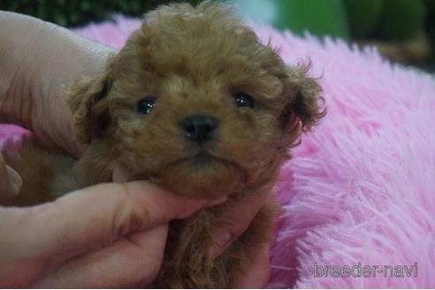 成約済の京都府のタイニープードル-178866の1枚目