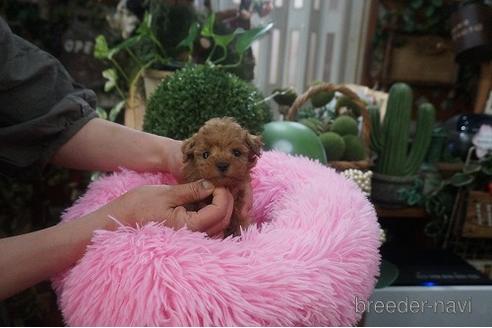 成約済の京都府のタイニープードル-178866の2枚目