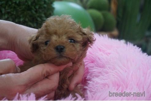 成約済の京都府のタイニープードル-178866の3枚目