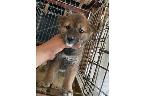 成約済の広島県の柴犬-174602の3枚目