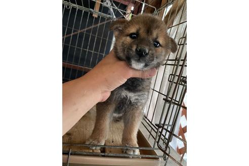 成約済の広島県の柴犬-174602の4枚目