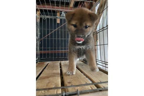 成約済の広島県の柴犬-174602の2枚目