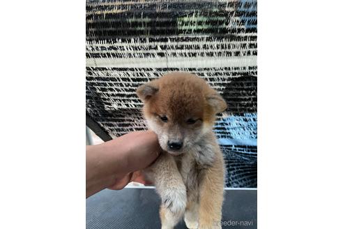 成約済の広島県の柴犬-177852の4枚目