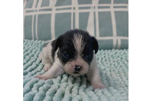 成約済の山口県のミックス犬-180086の7枚目