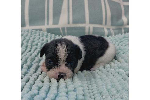 成約済の山口県のミックス犬-180086の6枚目