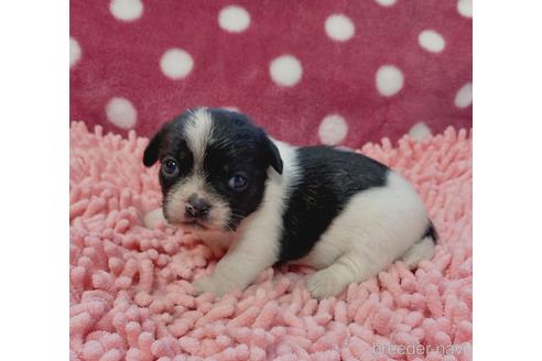 成約済の山口県のミックス犬-180082の5枚目