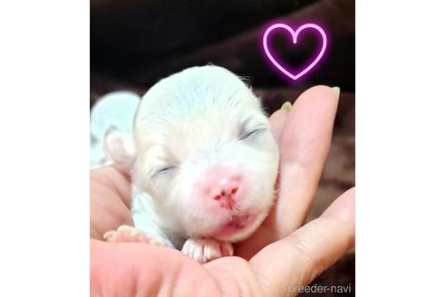 成約済の広島県のマルチーズ-180811の1枚目