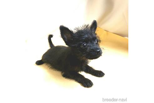 成約済の茨城県のミックス犬-176643の5枚目