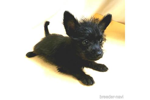 成約済の茨城県のミックス犬-176643の3枚目