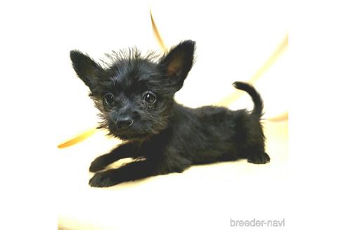 成約済の茨城県のミックス犬-176643の1枚目
