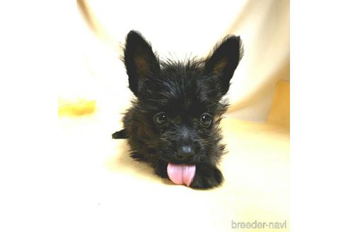 成約済の茨城県のミックス犬-176643の2枚目