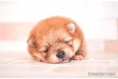 福岡県のポメラニアン 男の子 22 04 24生まれ オレンジ 子犬id 1808 ブリーダーナビ