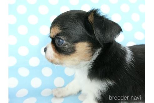 成約済の千葉県のチワワ(ロングコート)-180836の7枚目