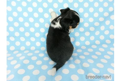 成約済の千葉県のチワワ(ロングコート)-180836の8枚目