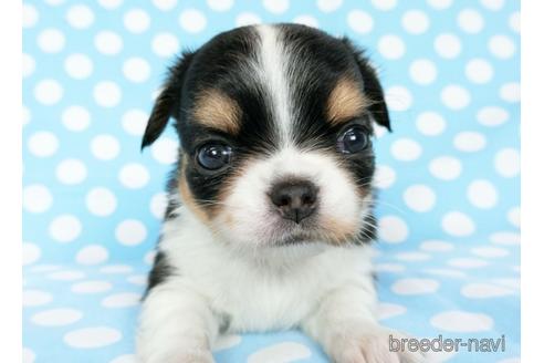 成約済の千葉県のチワワ(ロングコート)-180836の9枚目