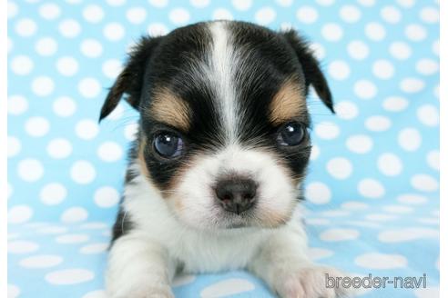 成約済の千葉県のチワワ(ロングコート)-180836の10枚目