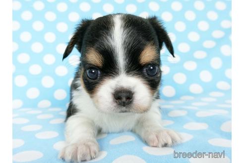 成約済の千葉県のチワワ(ロングコート)-180836の6枚目