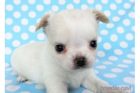 成約済の千葉県のチワワ(ロングコート)-180838の18枚目