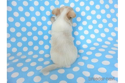 成約済の千葉県のチワワ(ロングコート)-180838の17枚目