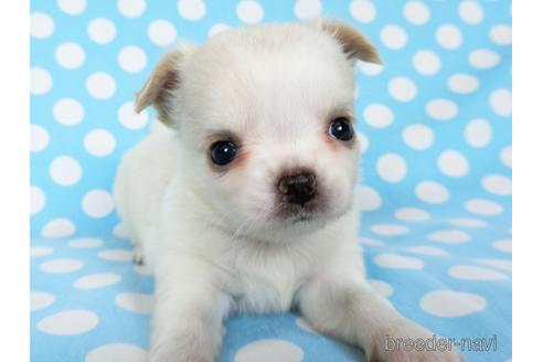 成約済の千葉県のチワワ(ロングコート)-180838の16枚目