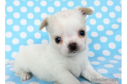 成約済の千葉県のチワワ(ロングコート)-180838の15枚目