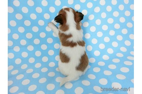 成約済の千葉県のチワワ(ロングコート)-180839の12枚目