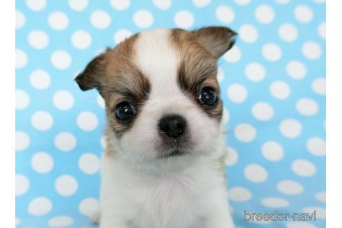 成約済の千葉県のチワワ(ロングコート)-180839の10枚目