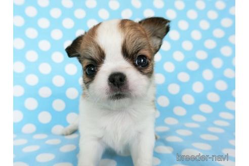 成約済の千葉県のチワワ(ロングコート)-180839の13枚目